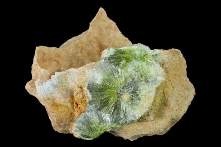 Radiating, Green Wavellite Crystal Aggregation - Arkansas #135953